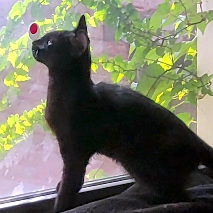 Hadron, a ADOPTABLE Domestic Short Hair in Pittsburgh, PA image 2/5