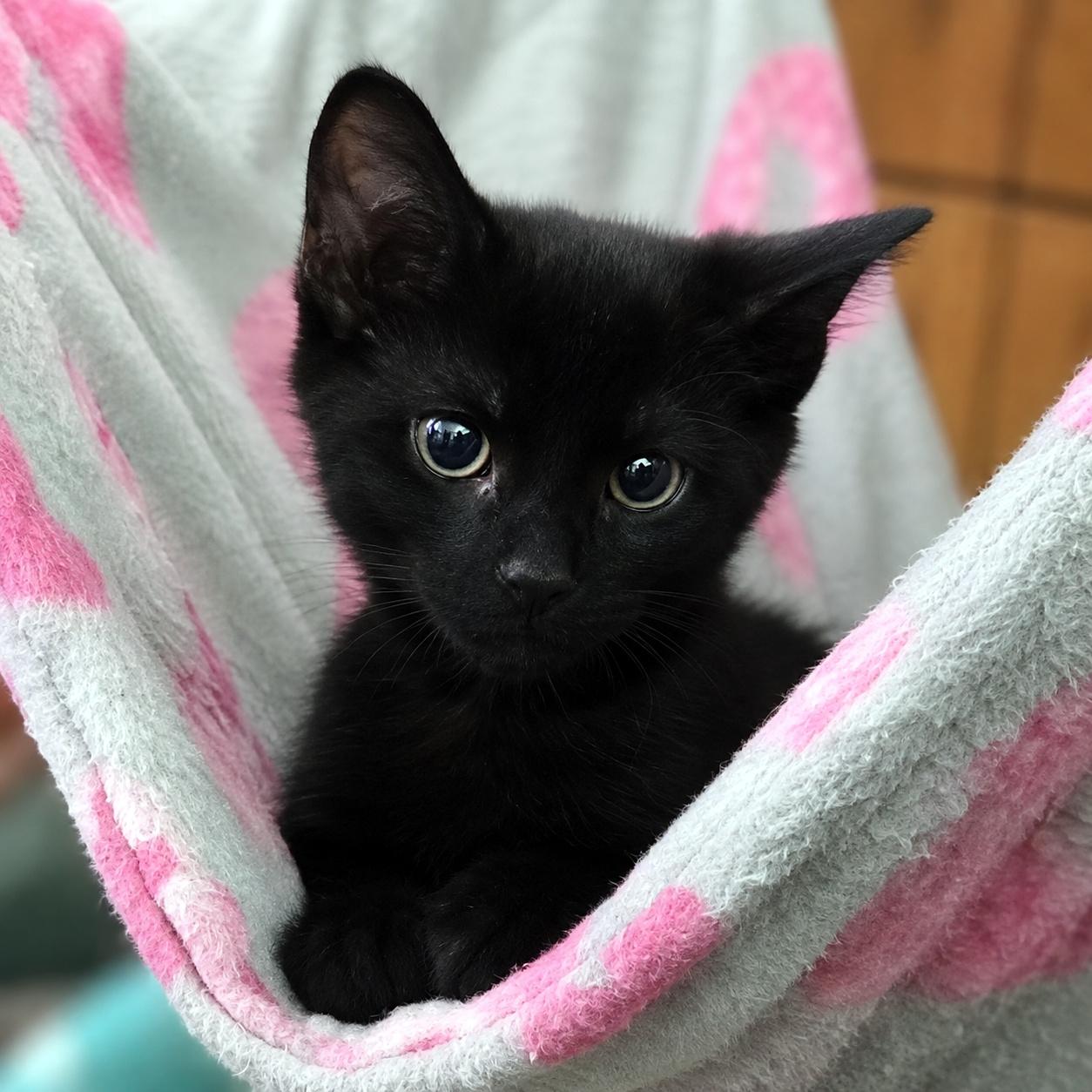 Hadron, a ADOPTABLE Domestic Short Hair in Pittsburgh, PA image 4/5