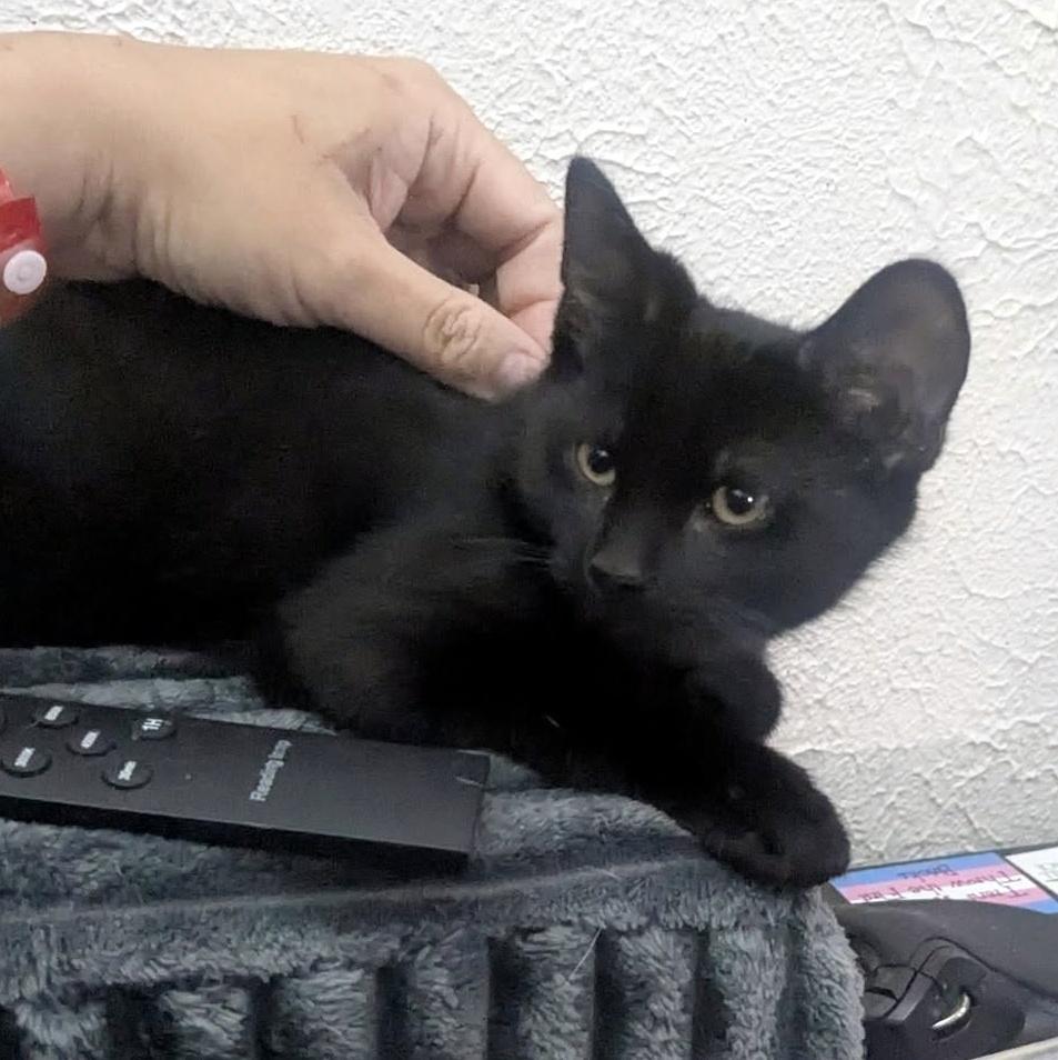 Hadron, a ADOPTABLE Domestic Short Hair in Pittsburgh, PA image 3/5