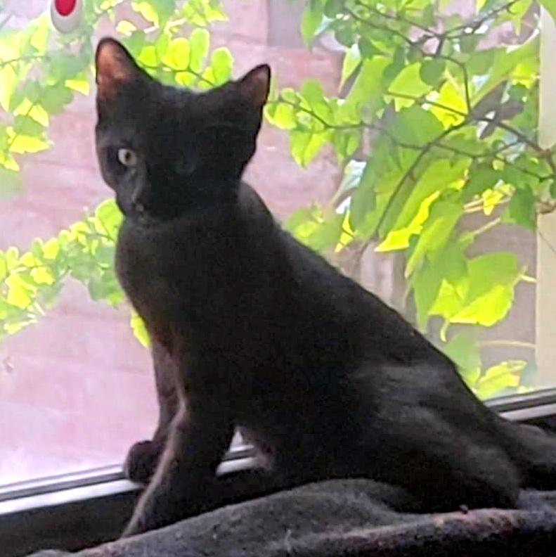 Hadron, a ADOPTABLE Domestic Short Hair in Pittsburgh, PA image 5/5