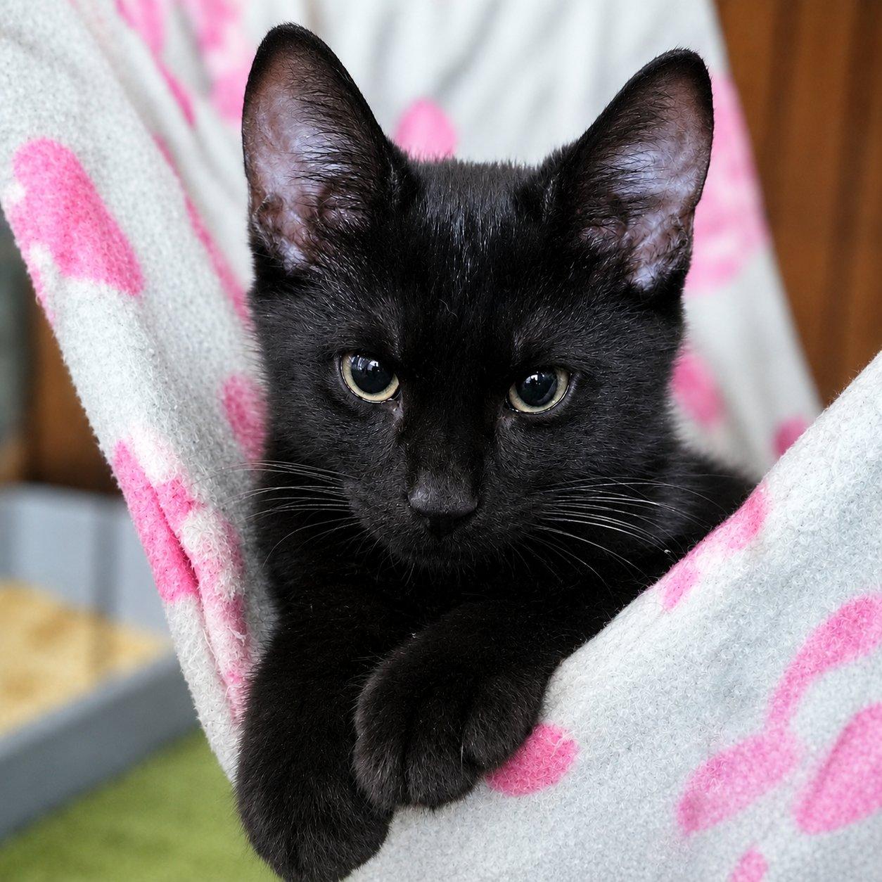 Hadron, ADOPTABLE, Kitten Male Domestic Short Hair.