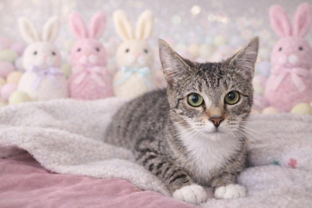 Sugar "Dami, Adopted, Kitten Female Siamese.