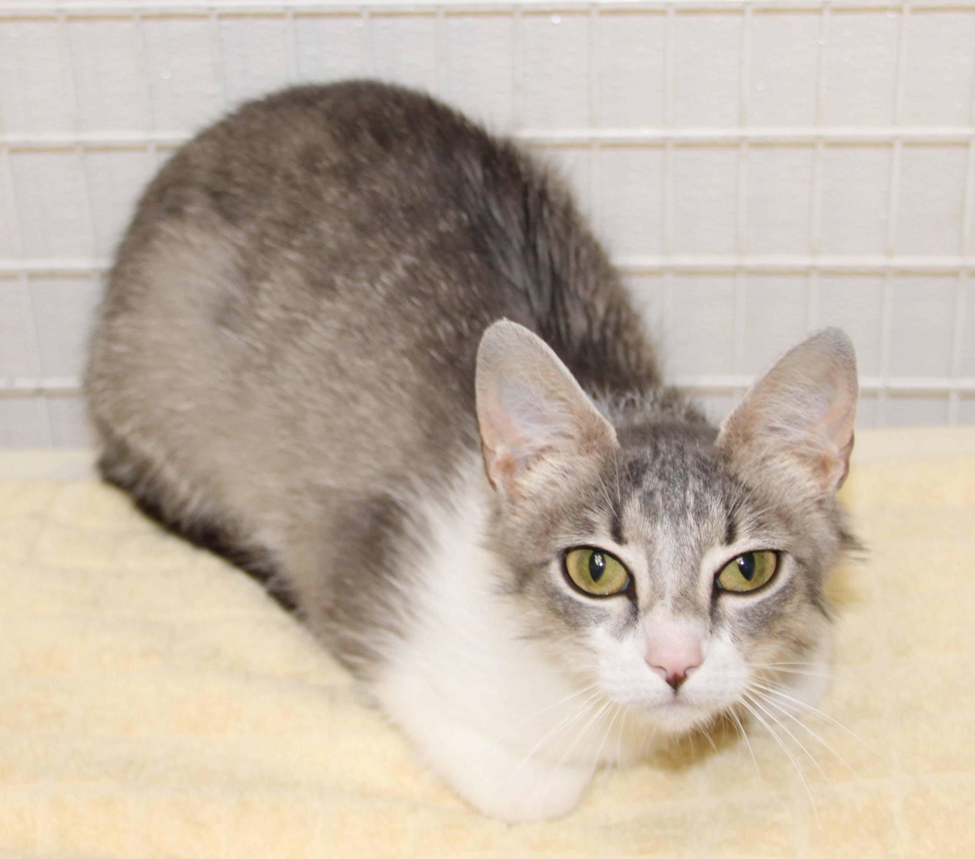 Enlarge Flower, a ADOPTABLE Domestic Short Hair in Medfield, MA image 1/1