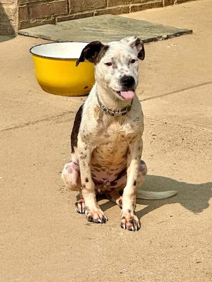Rodan (Erin-fostered in TN), a Adoptable mixed breed in Brooklyn, CT image 1/3
