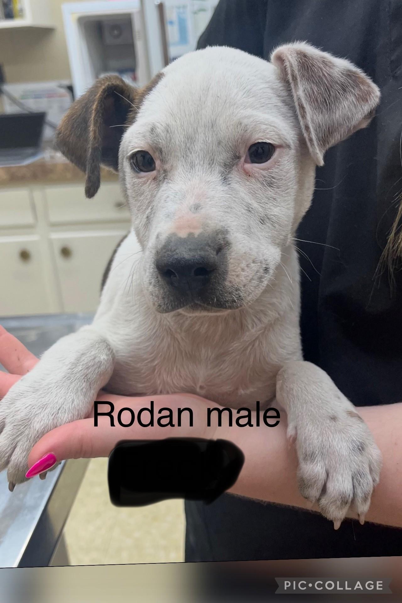 Rodan (Erin-fostered in TN), a Adoptable mixed breed in Brooklyn, CT image 3/3