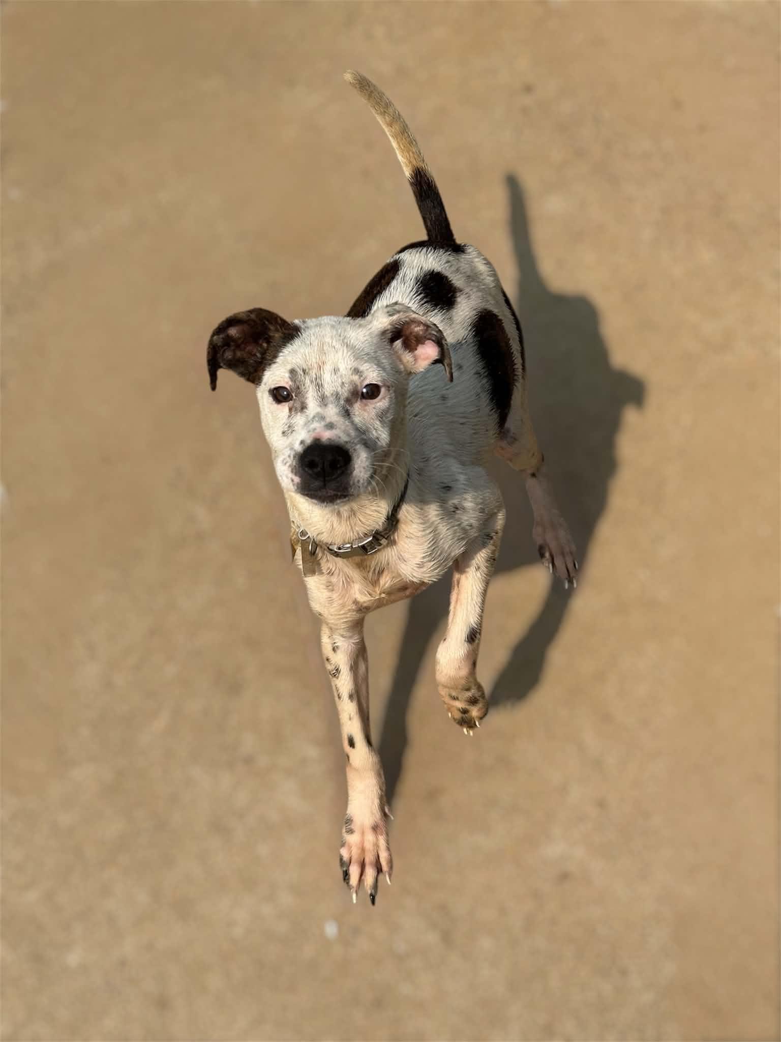 Rodan (Erin-fostered in TN), a Adoptable mixed breed in Brooklyn, CT image 2/3