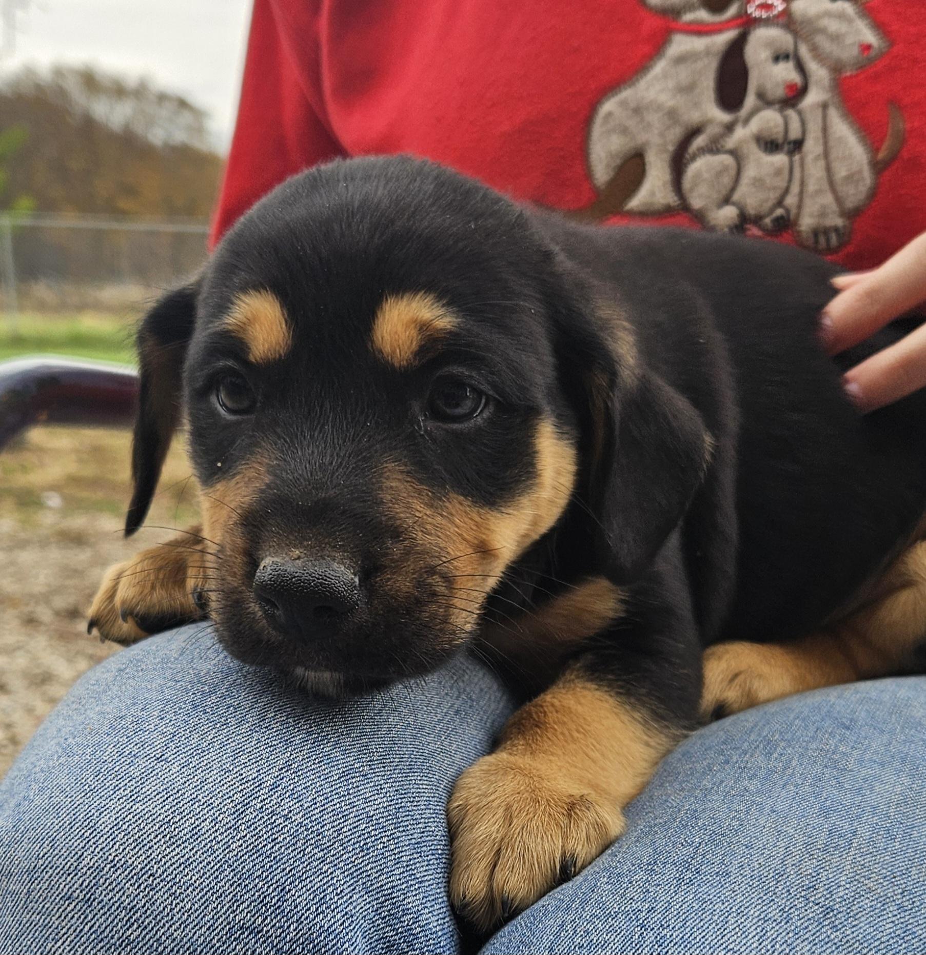 Enlarge Waffles, a Adopted mixed breed in Kirksville, MO image 1/4