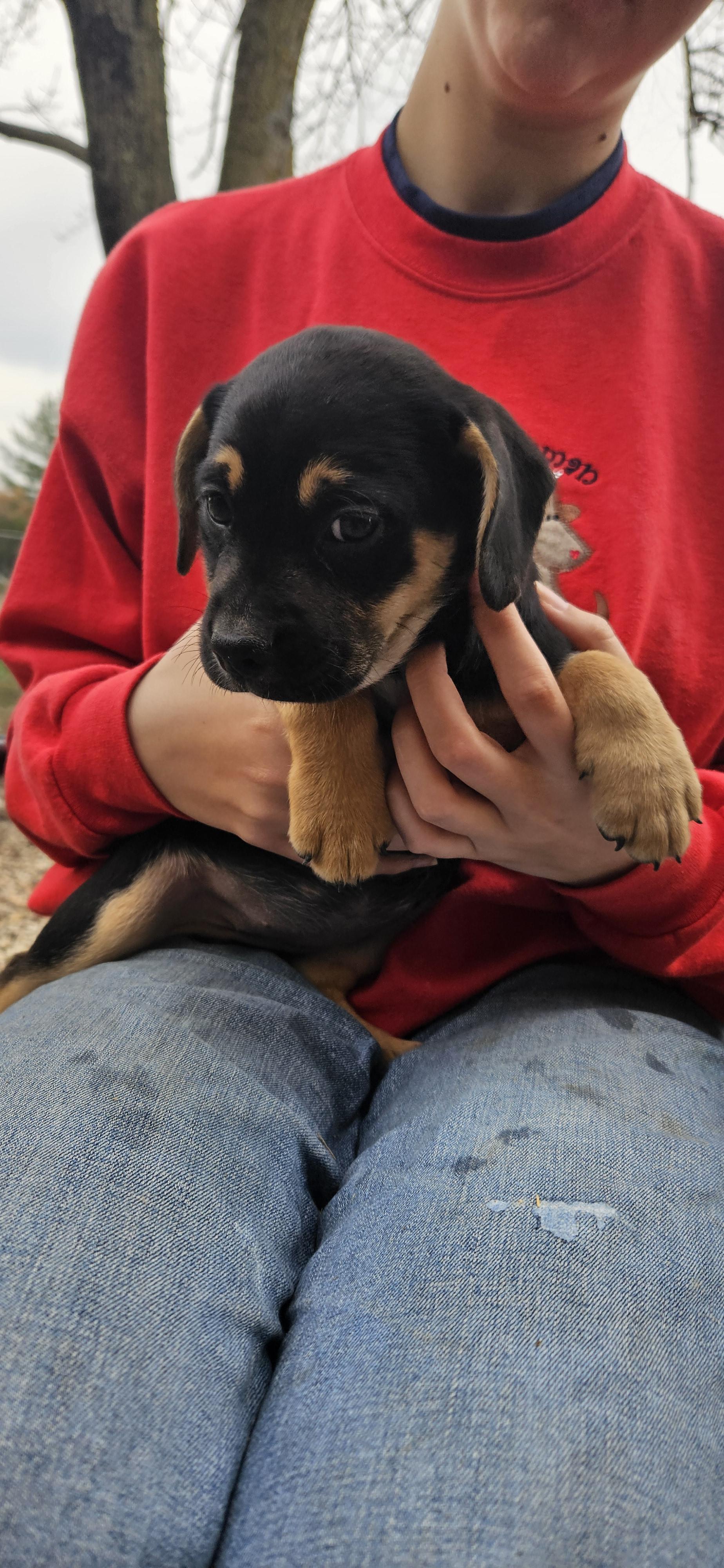 Enlarge Waffles, a Adopted mixed breed in Kirksville, MO image 3/4