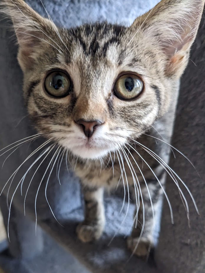 Enlarge Chug, a Adoptable Domestic Short Hair in Mansfield, OH image 1/3