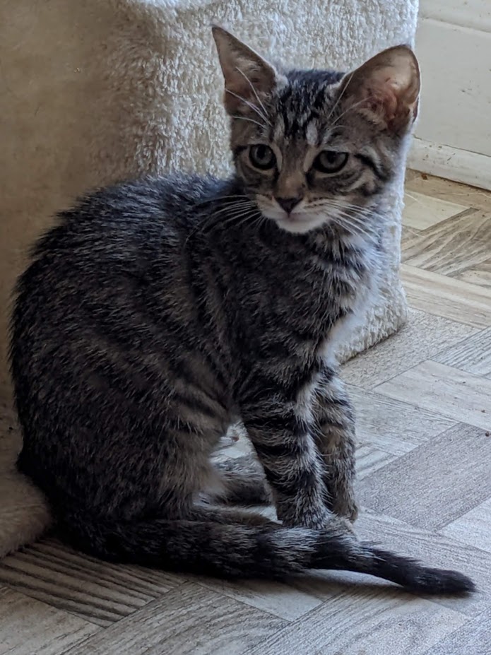 Enlarge Chug, a Adoptable Domestic Short Hair in Mansfield, OH image 2/3