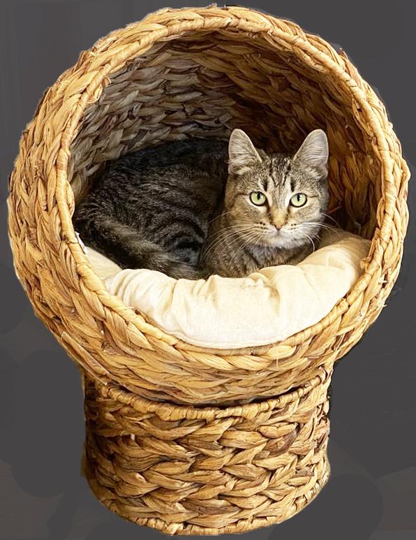 Enlarge Chug, a Adoptable Domestic Short Hair in Mansfield, OH image 3/3