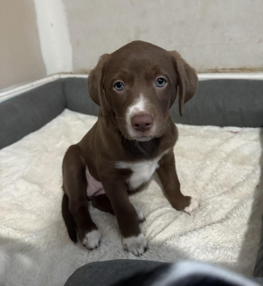 Nellie, a ADOPTABLE mixed breed in China Township, MI image 5/6