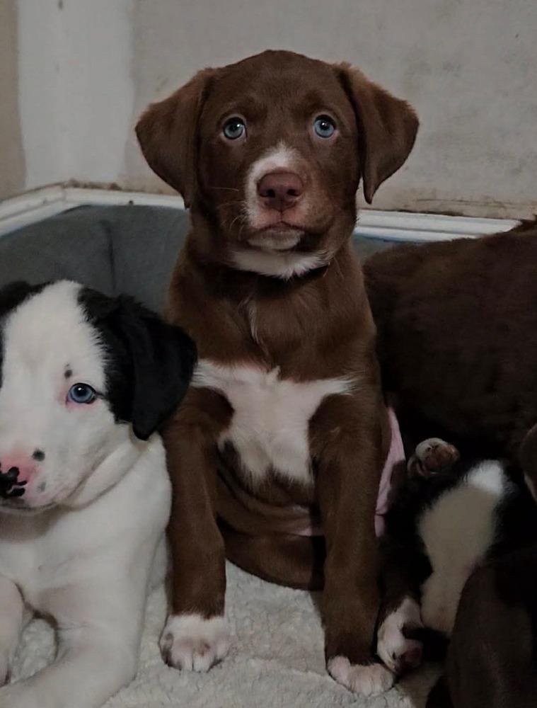 Nellie, a ADOPTABLE mixed breed in China Township, MI image 4/6