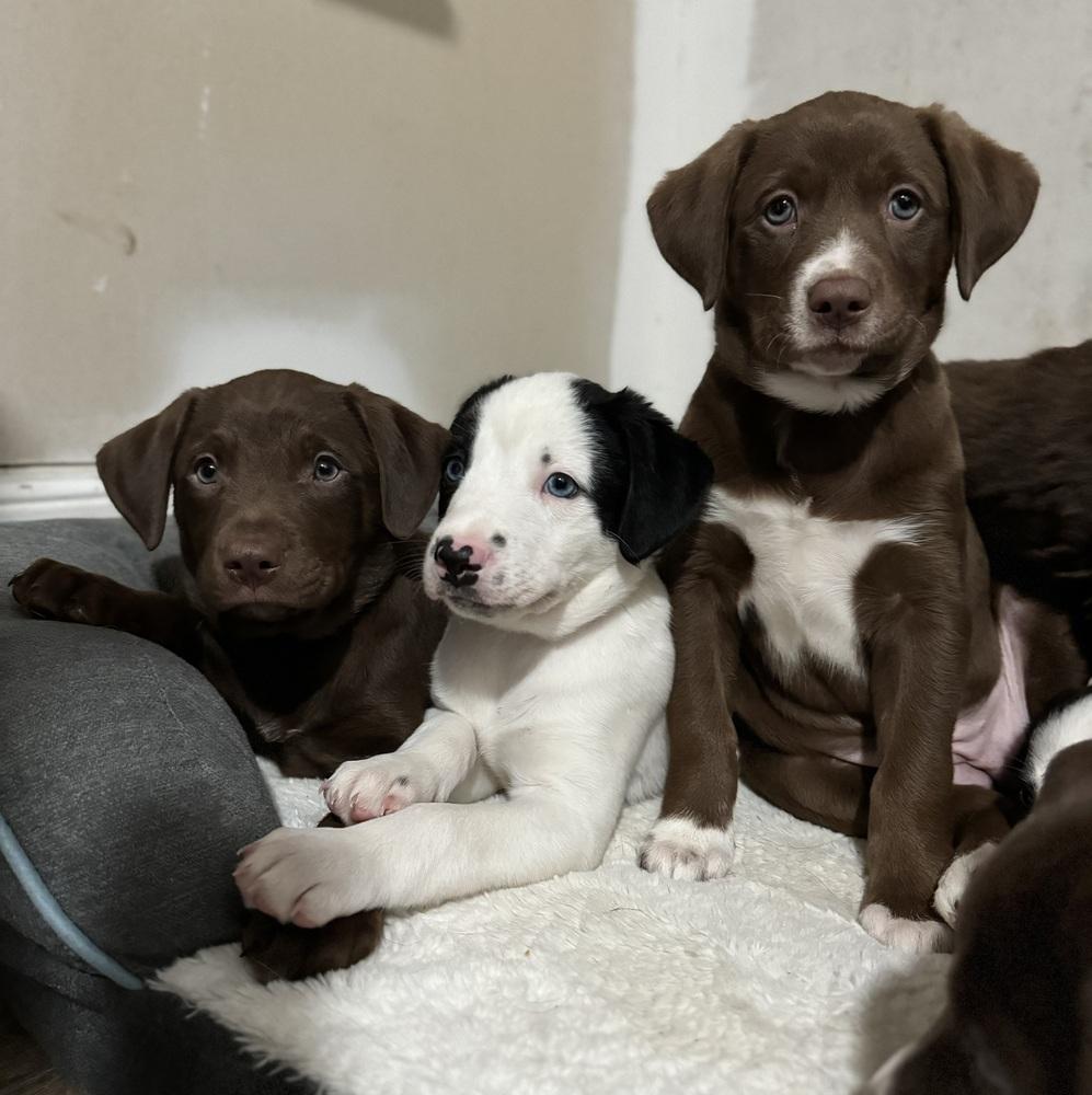 Nellie, a ADOPTABLE mixed breed in China Township, MI image 3/6