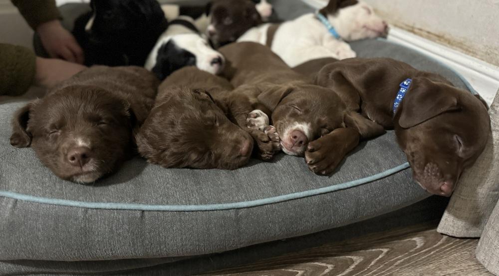 Nellie, a ADOPTABLE mixed breed in China Township, MI image 2/6