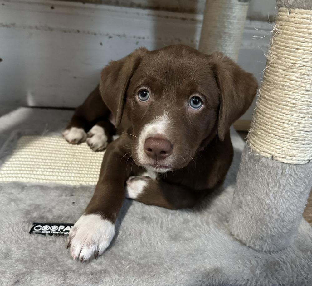 Nellie, a ADOPTABLE mixed breed in China Township, MI image 1/6