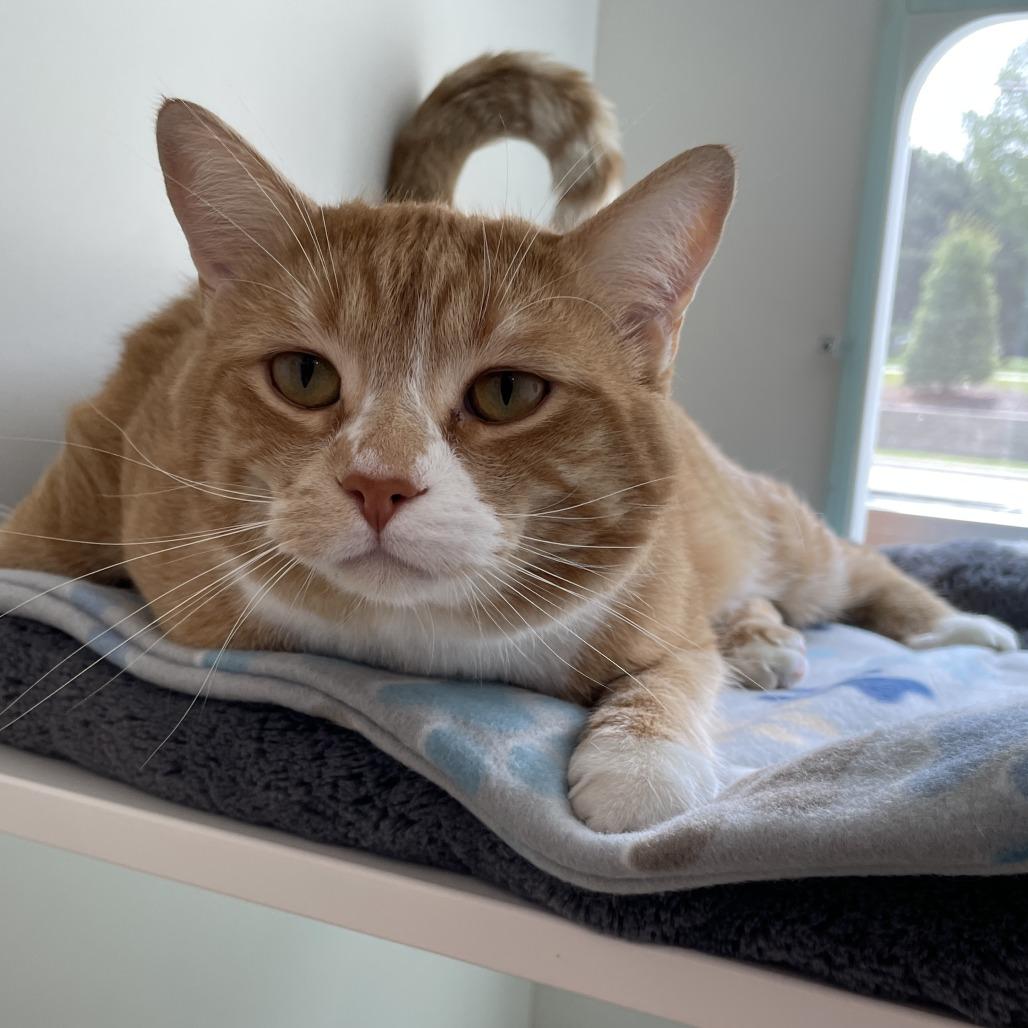 Enlarge Big Cheddar, a Adoptable Domestic Short Hair in Downers Grove, IL image 1/1
