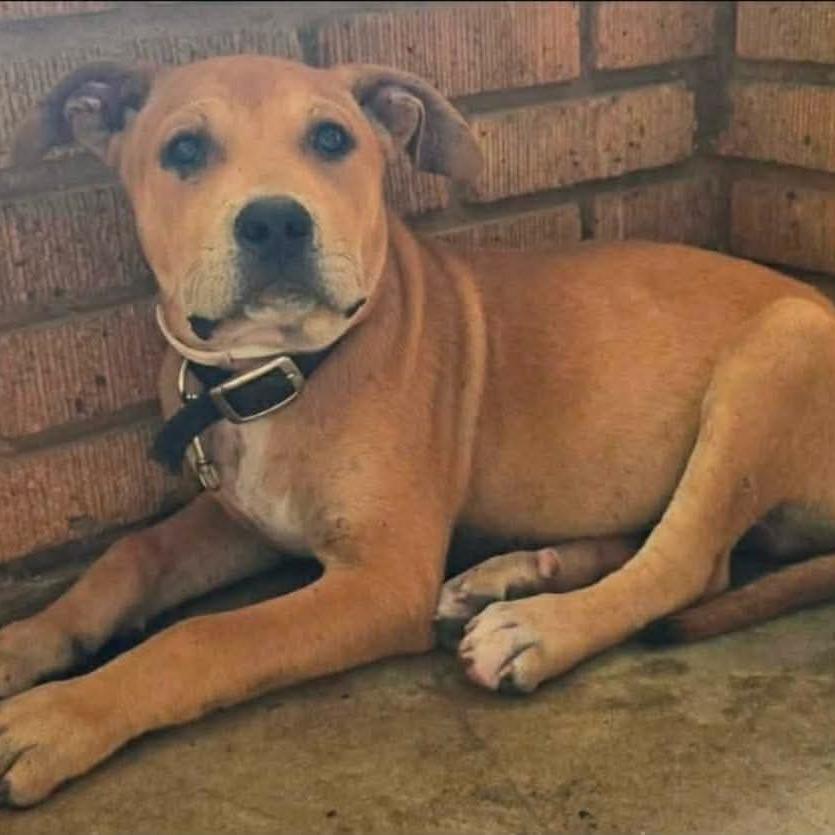 Enlarge Busta Brown, a Adoptable mixed breed in Wadena, MN image 1/2