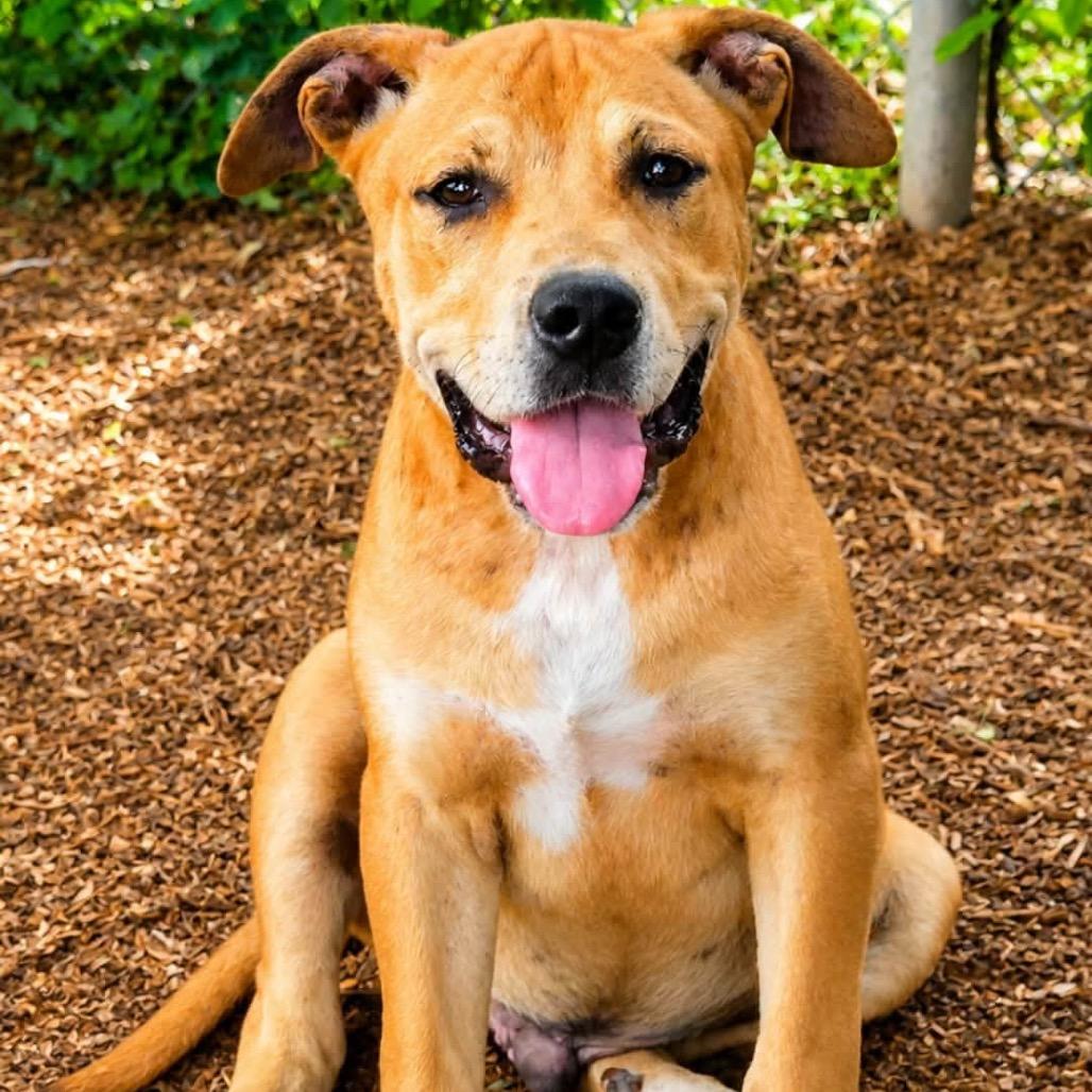 Enlarge Busta Brown, a Adoptable mixed breed in Wadena, MN image 2/2