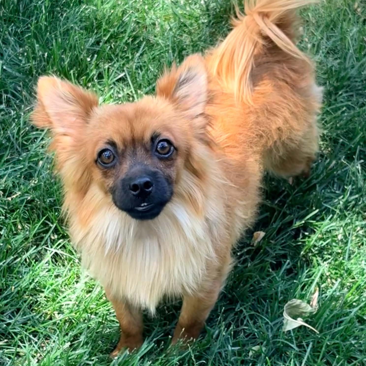 Toast, a ADOPTABLE mixed breed in Mead, CO image 1/5