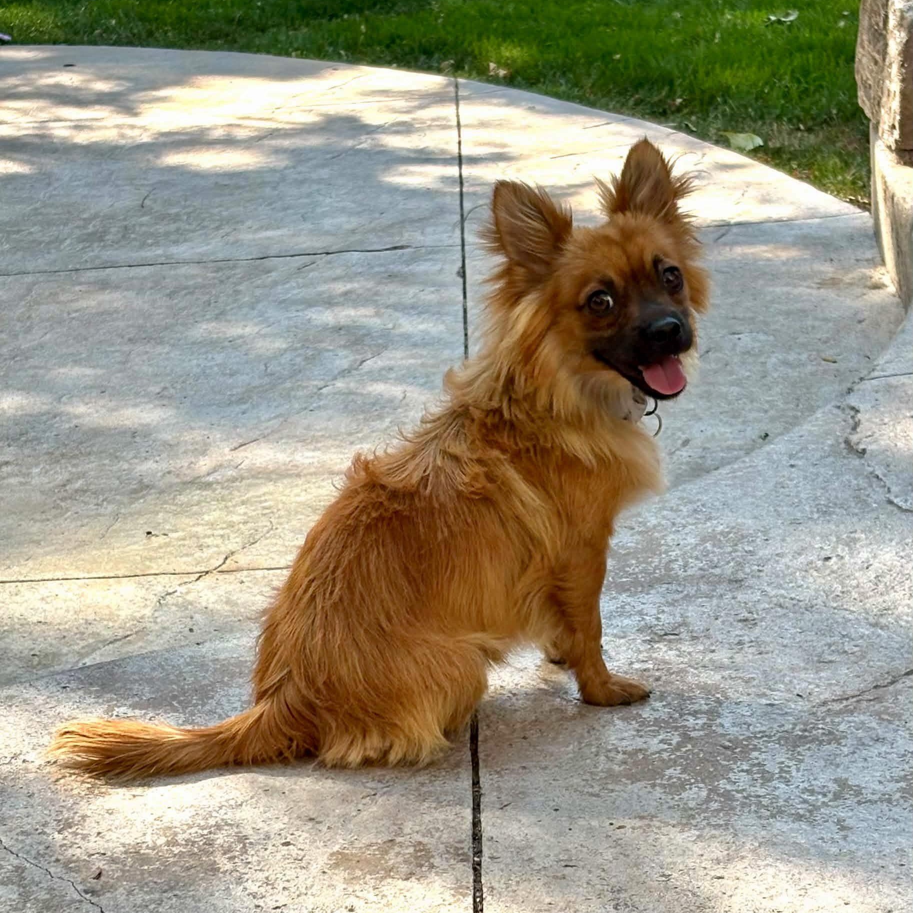 Toast, a ADOPTABLE mixed breed in Mead, CO image 2/5