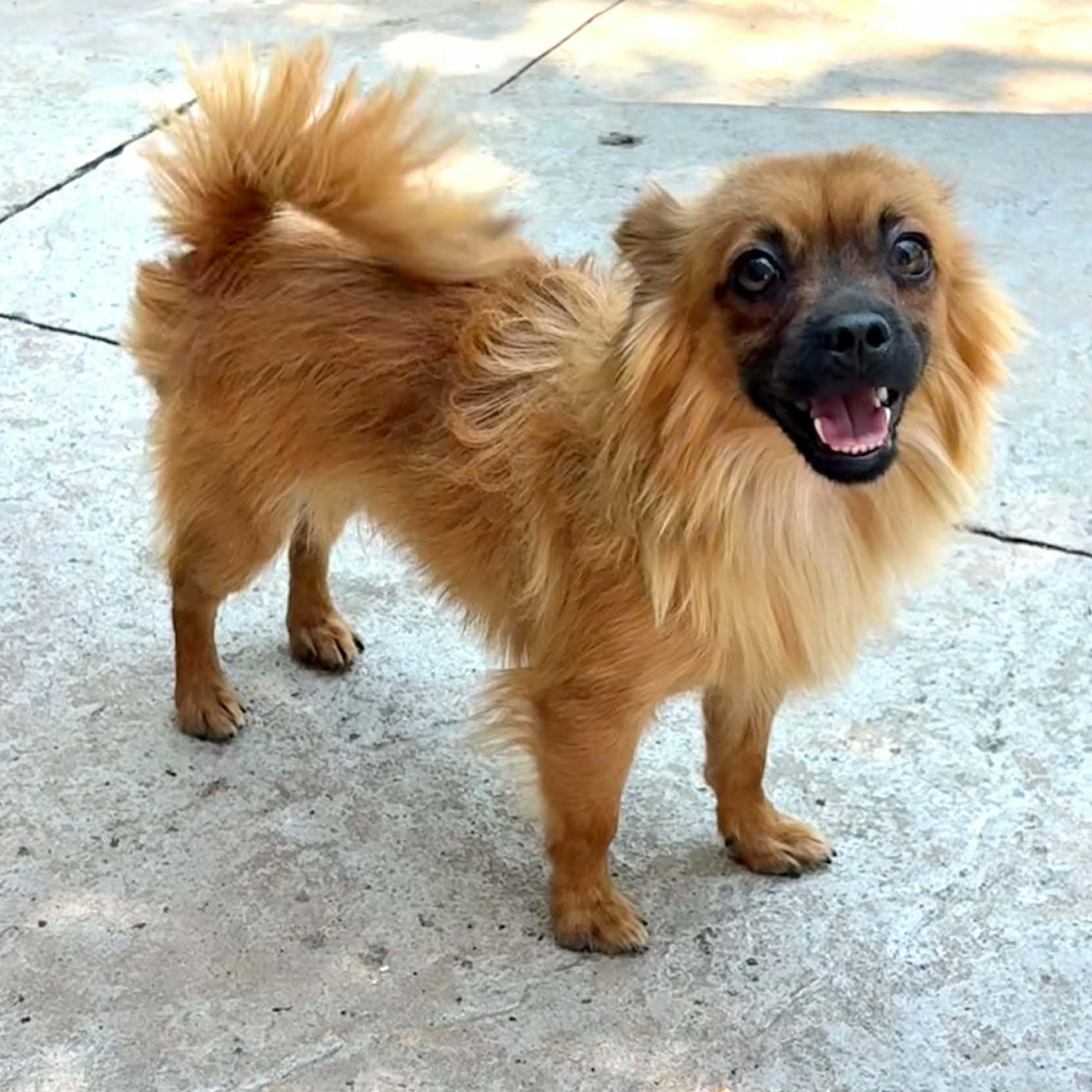 Toast, a ADOPTABLE mixed breed in Mead, CO image 3/5
