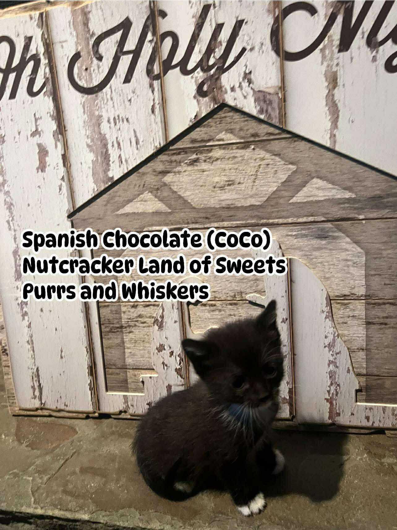 Enlarge Spanish Chocolate (CoCo), a ADOPTABLE Domestic Short Hair in New Hartford, NY image 1/1