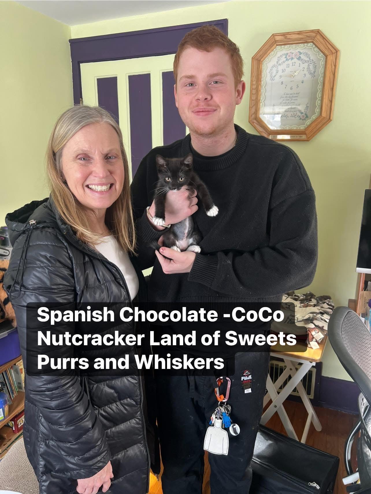 Spanish Chocolate (CoCo), adopted, Kitten Female Domestic Short Hair.