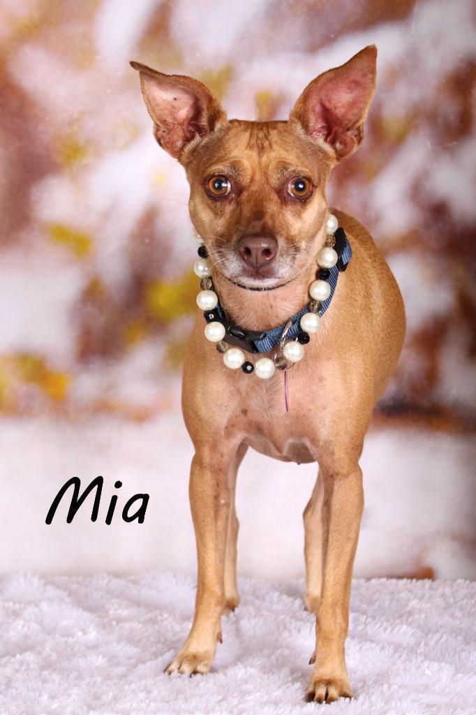 Enlarge Mia (Scout), a Adoptable mixed breed in Gilbert, AZ image 1/4