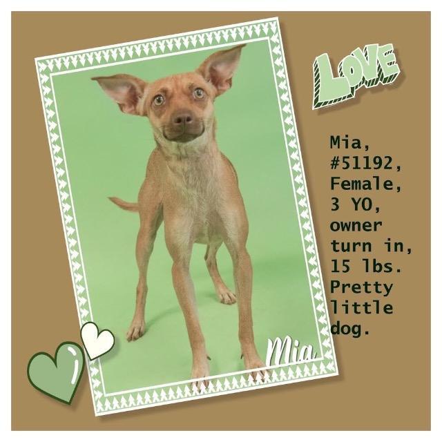 Enlarge Mia (Scout), a Adoptable mixed breed in Gilbert, AZ image 2/4