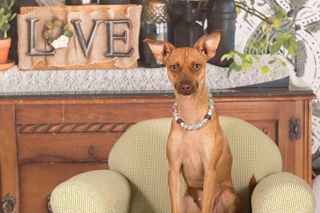 Enlarge Mia (Scout), a Adoptable mixed breed in Gilbert, AZ image 3/4