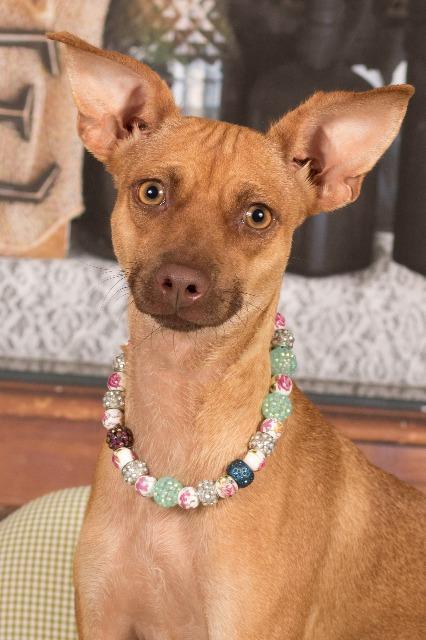 Enlarge Mia (Scout), a Adoptable mixed breed in Gilbert, AZ image 4/4