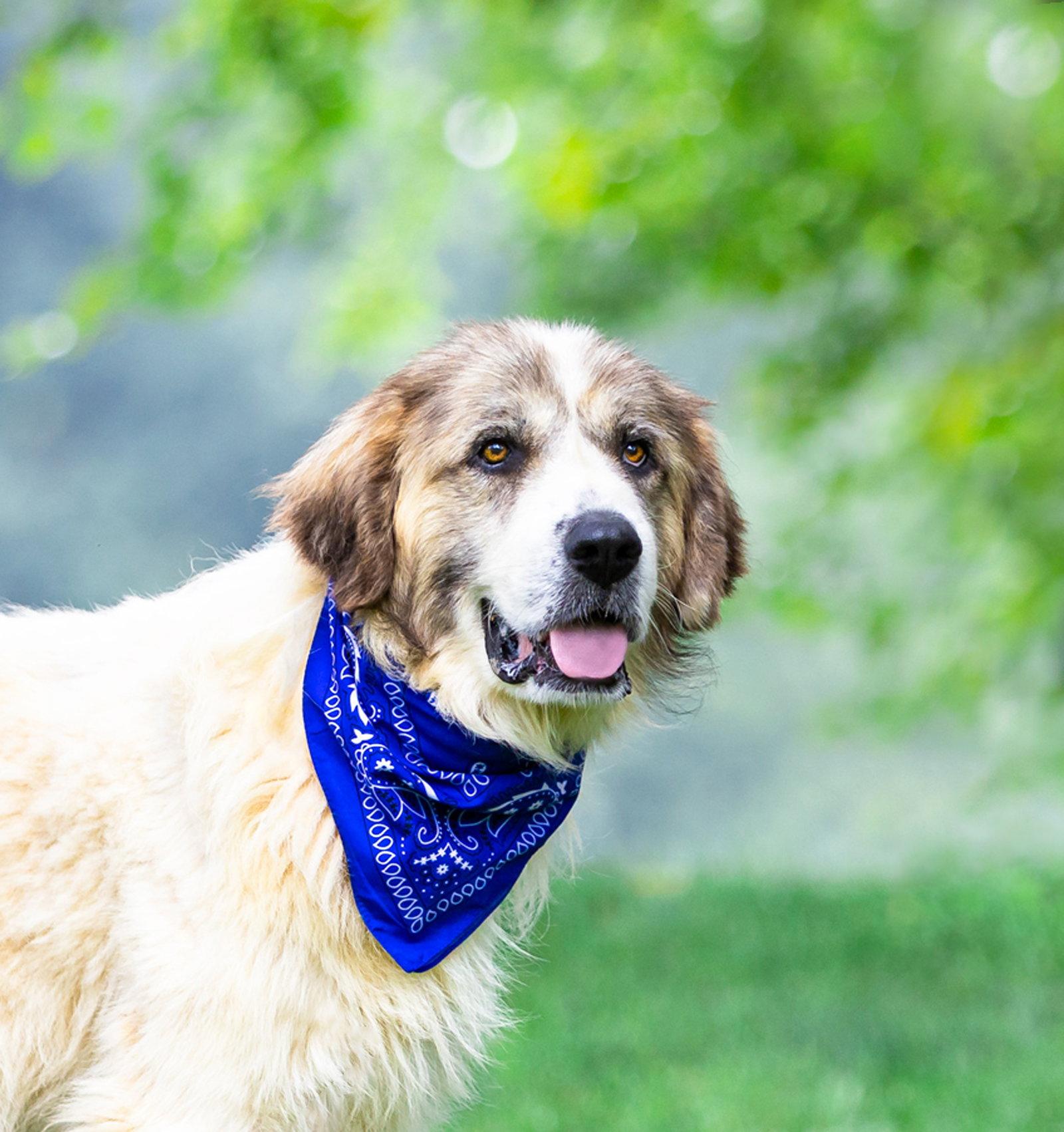 Levi, a Adoptable Great Pyrenees in Coatesville, PA image 1/3