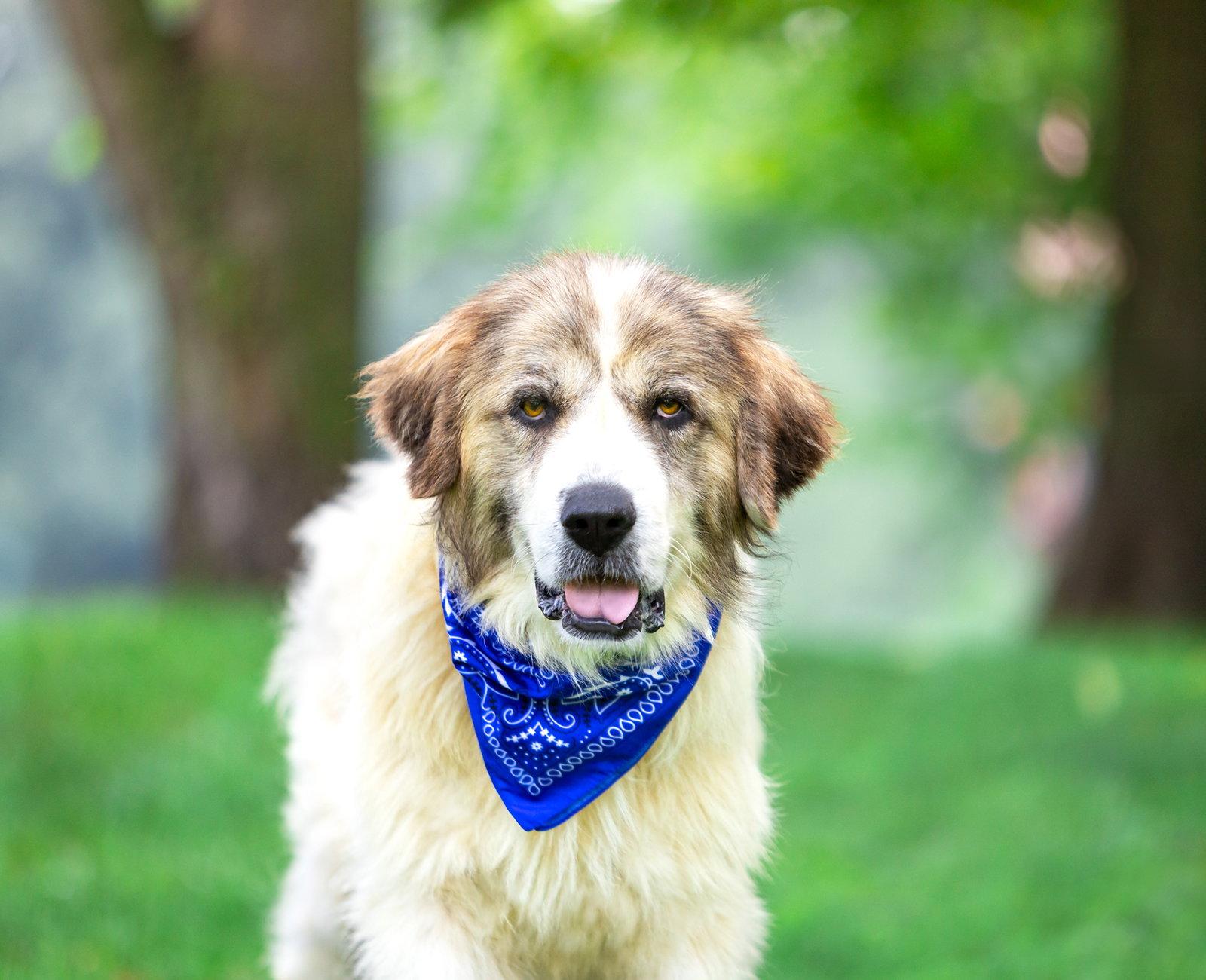 Levi, a Adoptable Great Pyrenees in Coatesville, PA image 2/3