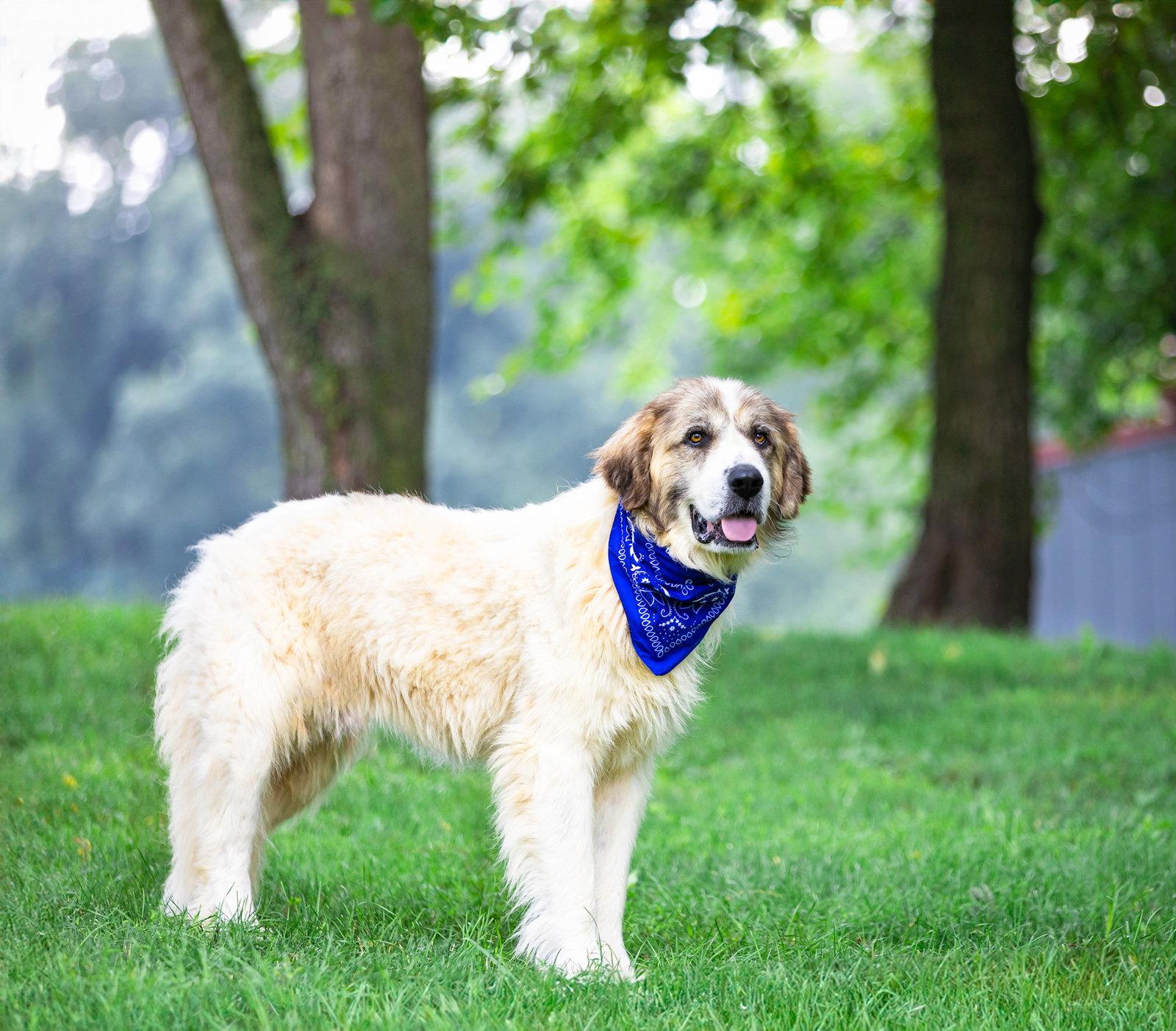 Levi, a Adoptable Great Pyrenees in Coatesville, PA image 3/3
