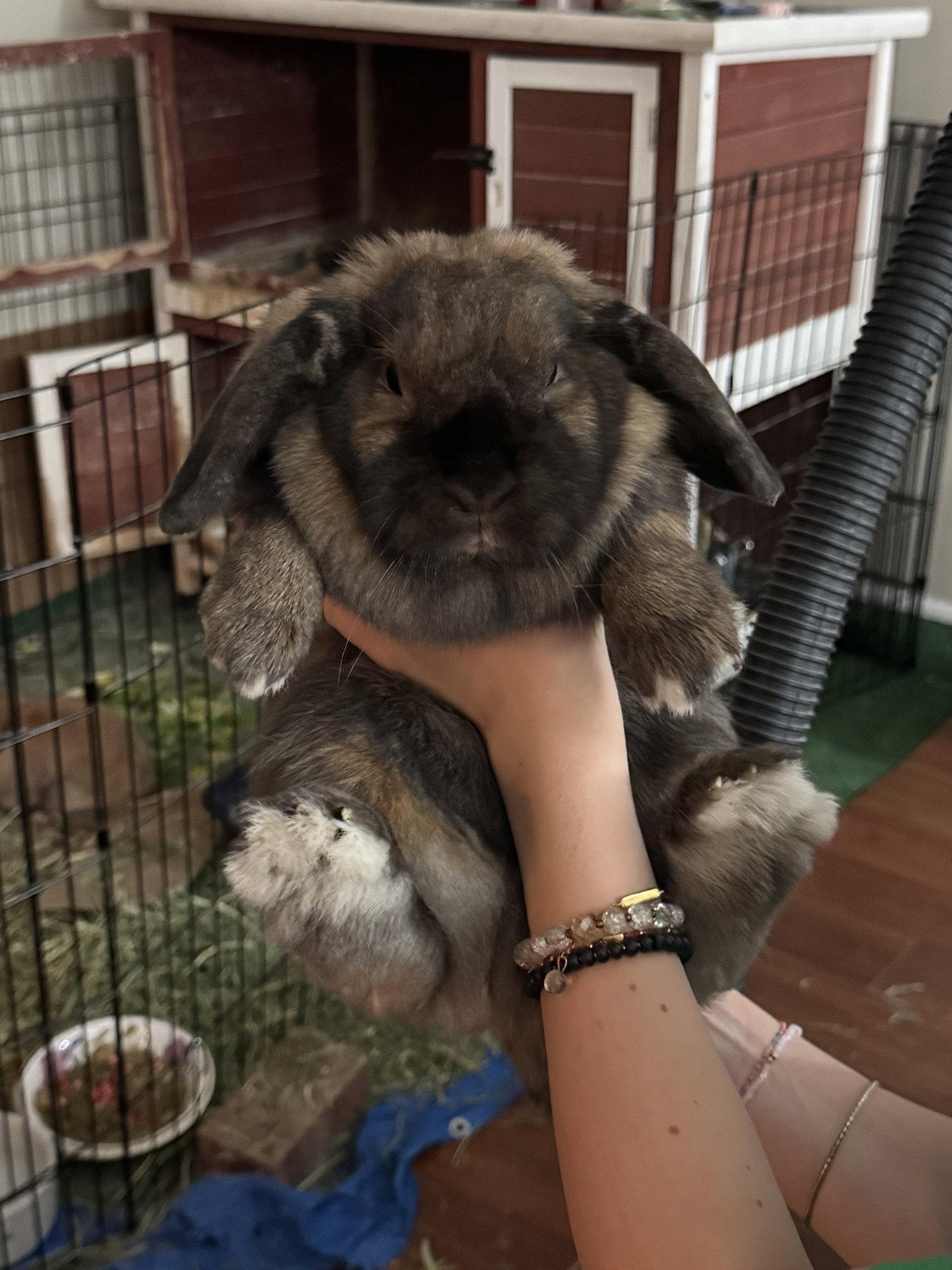 Enlarge Gelato and Tiramisu, a Adoptable Holland Lop in Aurora, IL image 1/3