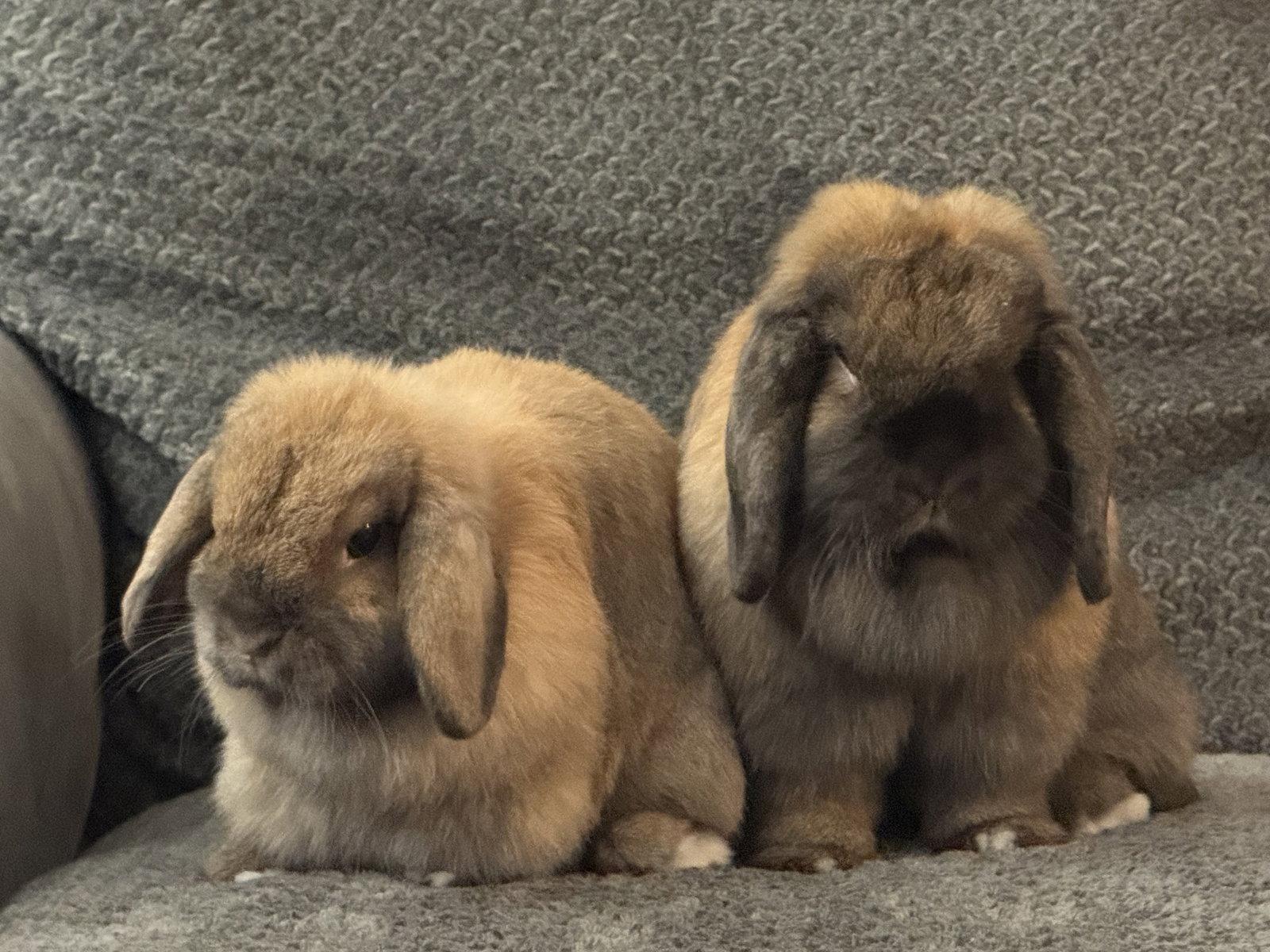 Enlarge Gelato and Tiramisu, a Adoptable Holland Lop in Aurora, IL image 2/3