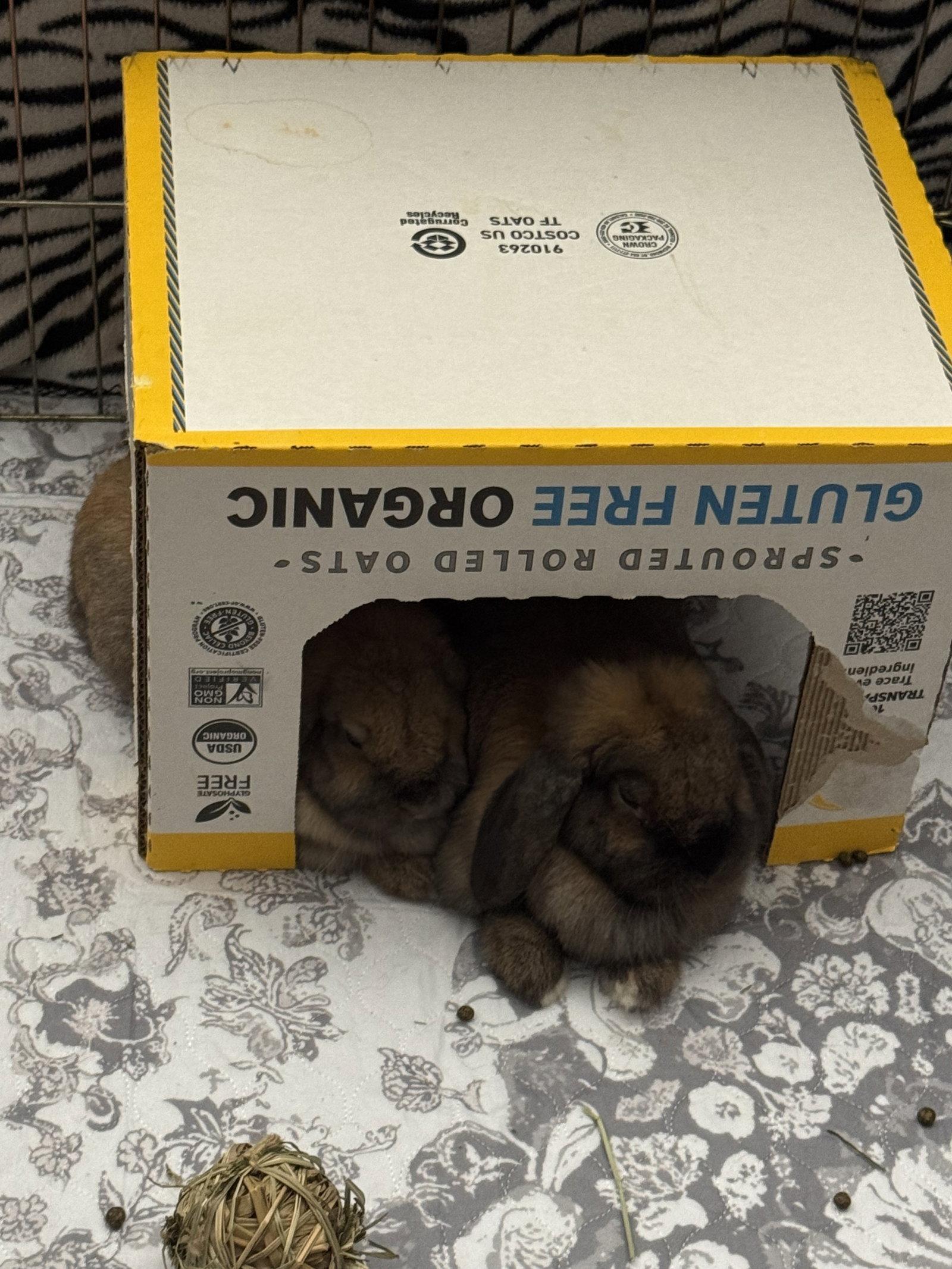 Enlarge Gelato and Tiramisu, a Adoptable Holland Lop in Aurora, IL image 3/3