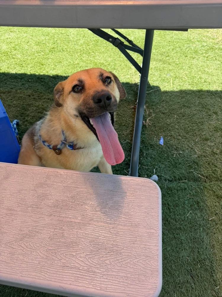 Blanche, Adoptable, Young Female Labrador Retriever.
