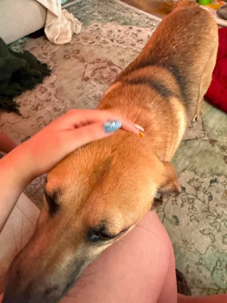 Blanche, a Adoptable mixed breed in Statesville, NC image 2/6
