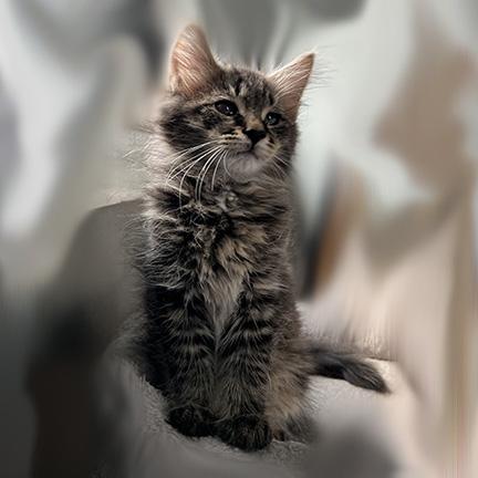 Enlarge Mason, a Adopted mixed breed in Manheim, PA image 5/6