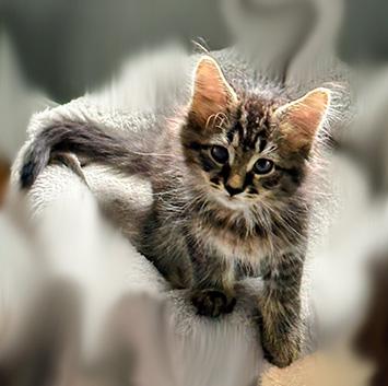 Mason, Adopted, Kitten Male Domestic Long Hair & Tabby.