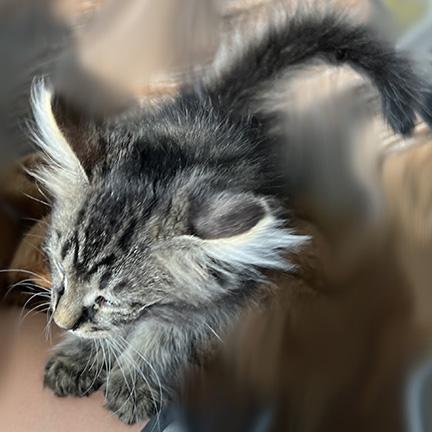 Enlarge Mason, a Adopted mixed breed in Manheim, PA image 3/6