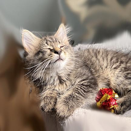 Enlarge Mason, a Adopted mixed breed in Manheim, PA image 2/6