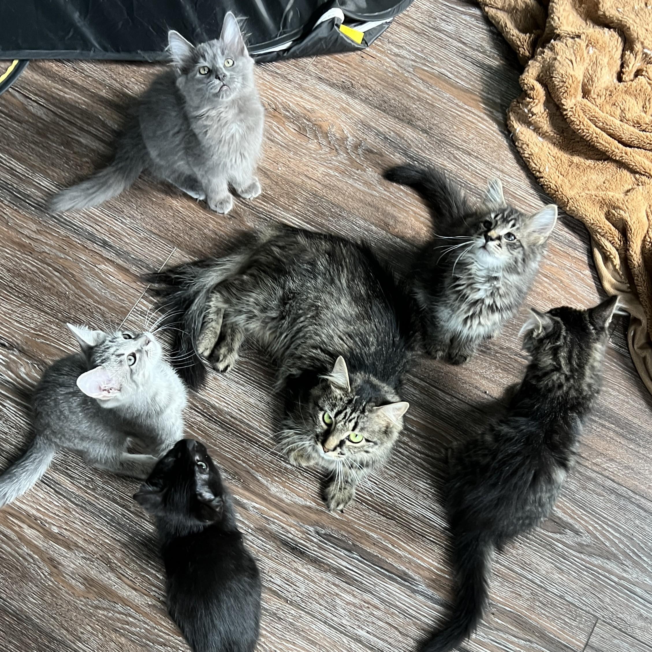 Enlarge Mason, a Adopted mixed breed in Manheim, PA image 6/6