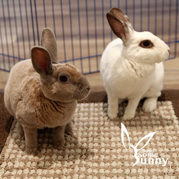 Enlarge Penn (and Espi), a Adoptable mixed breed in Santa Ana, CA image 1/6