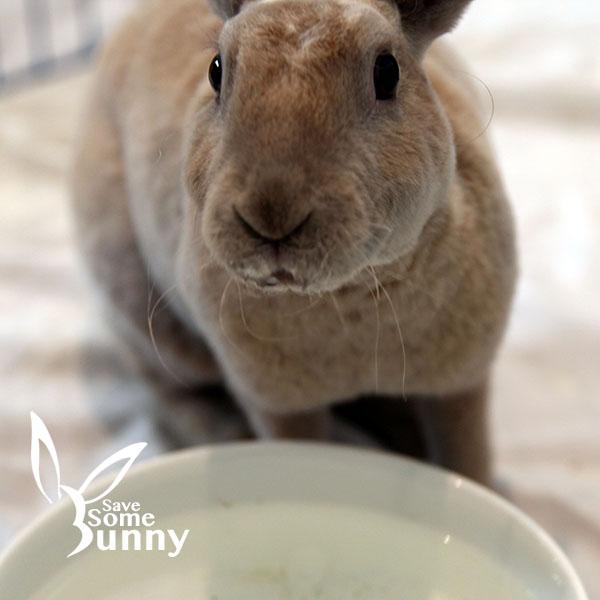 Enlarge Penn (and Espi), a Adoptable mixed breed in Santa Ana, CA image 4/6