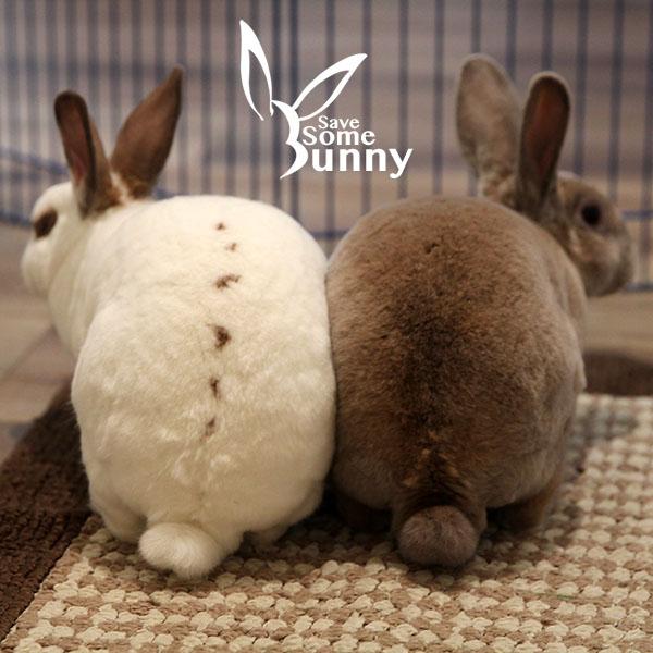 Enlarge Penn (and Espi), a Adoptable mixed breed in Santa Ana, CA image 6/6