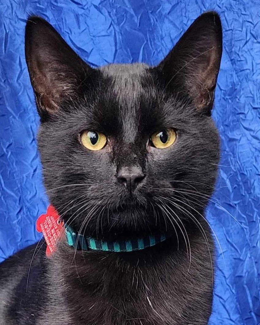 Enlarge Loki, a Adoptable Domestic Short Hair in Cuba, NY image 1/2