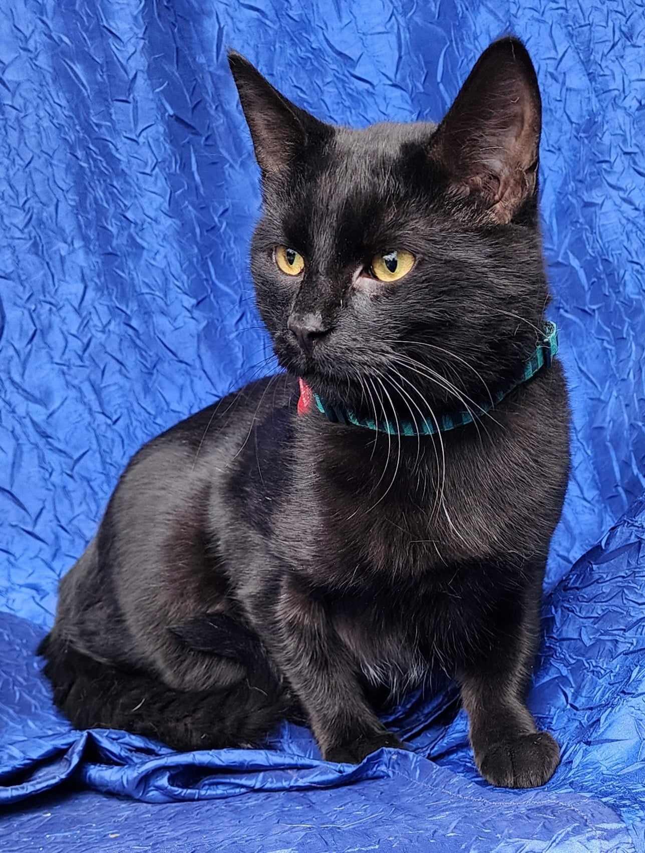 Enlarge Loki, a Adoptable Domestic Short Hair in Cuba, NY image 2/2